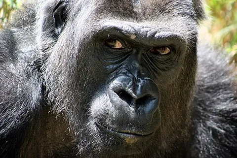 primate: a mammal of the order Primates, comprising of apes (including humans), monkeys, lemurs, tarsiers,...
