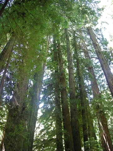 primeval forest: a forest unaffected by humans, typically containing large live trees, large dead trees, and large...