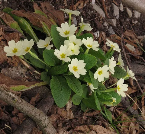 primrose: a flowering plant of the genus Primula
