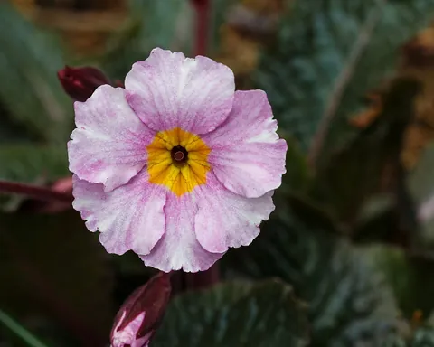 primula: any plant of the genus Primula; the primroses