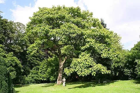 princess tree: an Asian deciduous hardwood tree of the species Paulownia tomentosa, which also thrives invasively...