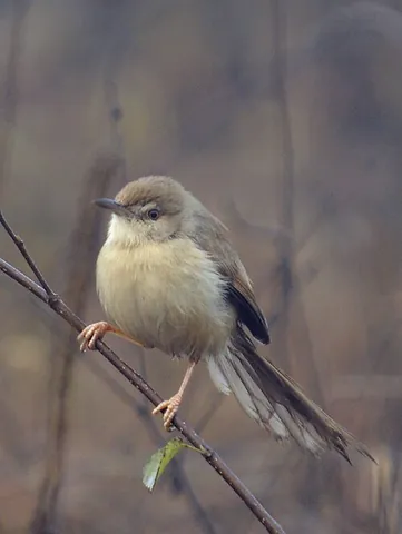 prinia: any of the birds in the genus Prinia, found between Africa and Asia