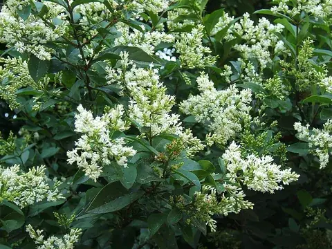 privet: any of various shrubs and small trees in the genus Ligustrum