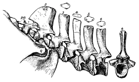proatlas: a bone located between the skull and the atlas (topmost vertebra), found in some reptiles