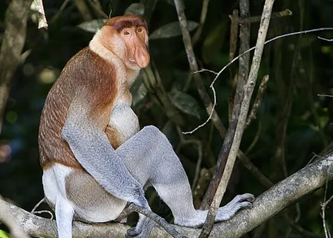 proboscis monkey: a reddish-brown arboreal Old World monkey, of species Nasalis larvatus, with an unusually large...