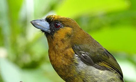 prong-billed barbet: a Costa Rican bird of the species Semnornis frantzii