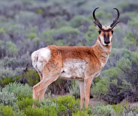 pronghorn: a North American mammal, Antilocapra americana, that resembles an antelope