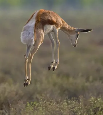 pronk: to jump with all four limbs at once