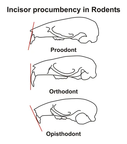 proodont: of teeth, pointing forwards