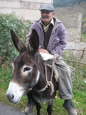 proot: a command to a donkey or mule to move faster