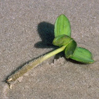 propagule: a reproductive particle released by an organism in order to propagate itself, by means such as...