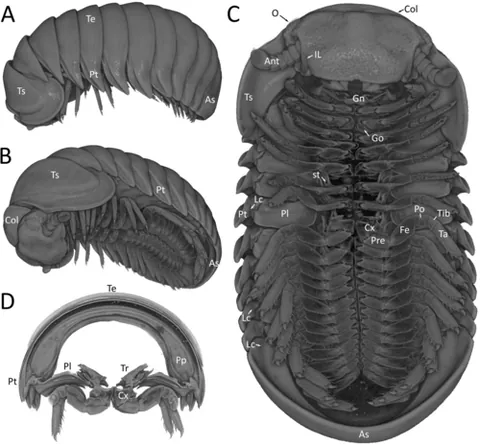 prophragma: an internal dorsal chitinous process between the first two divisions of the thorax of insects