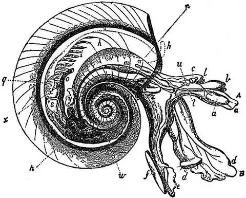 propodium: the anterior portion of the foot of a mollusk