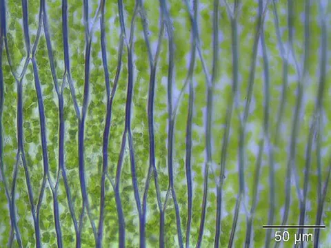 prosenchyma: the tissues formed of elongated cells, especially those with pointed or oblique extremities, such...