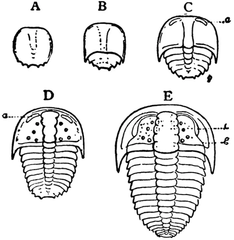 protaspis: a stage in the development of a trilobite where the creature has not yet developed articulated...