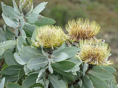 protea: any of many South African flowering plants, of the genus Protea, having colourful cone-shaped...