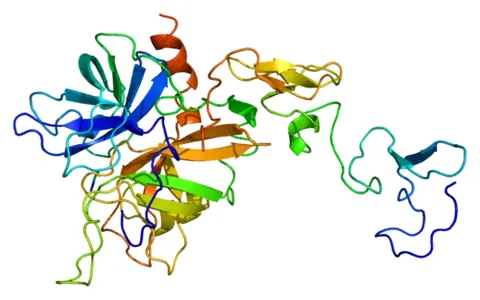 protein c: a mammalian protein found in Homo sapiens