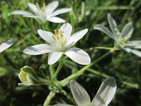 proteranthous: of a plant: having flowers that appear earlier than the leaves