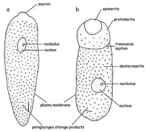 protomerite: the posterior segment of a gregarine