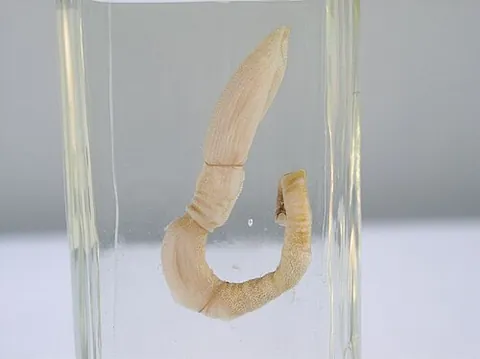 protosome: the proboscis of hemichordate animals