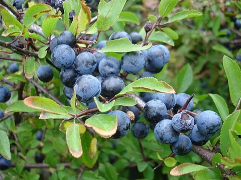 prunelle: a kind of small and very acid French plum, especially when stoned and dried, from Prunus spinosa