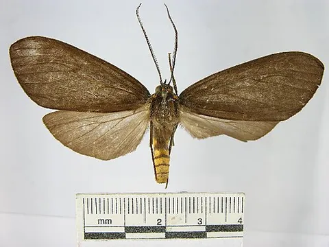 pseudapistosian: any phaegopterine moth in the genus Pseudapistosia