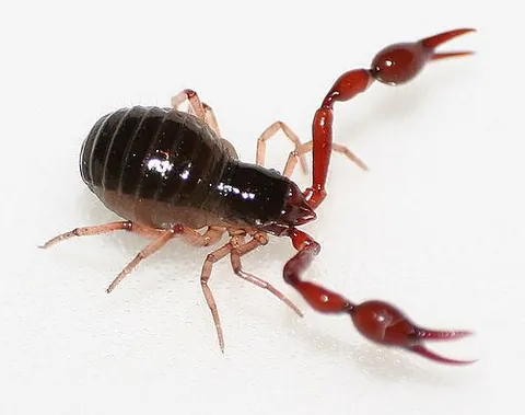 pseudoscorpion: an arachnid belonging to the order Pseudoscorpiones, also known as Pseudoscorpionida or Chelonethida