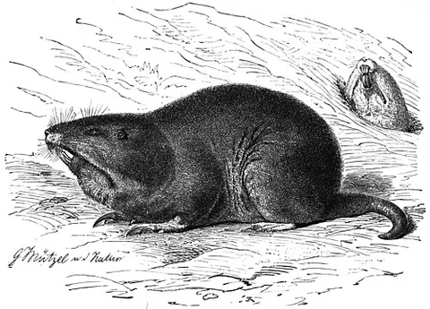 pseudostome: the oral opening on the pseudembryo of an echinoderm