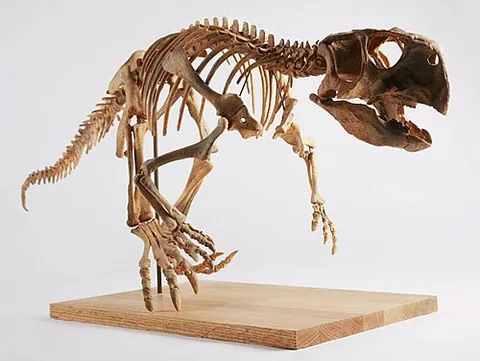 psittacosaurus: any of several dinosaurs, of the genus Psittacosaurus, that lacked horns