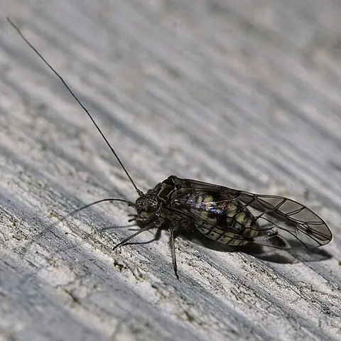 psocopteran: any insect of the order Psocoptera