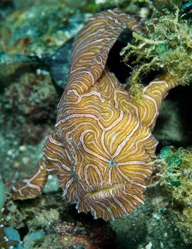 psychedelic frogfish: a species of frogfish, Histiophryne psychedelica, with a yellow-brown or peach colour, together...