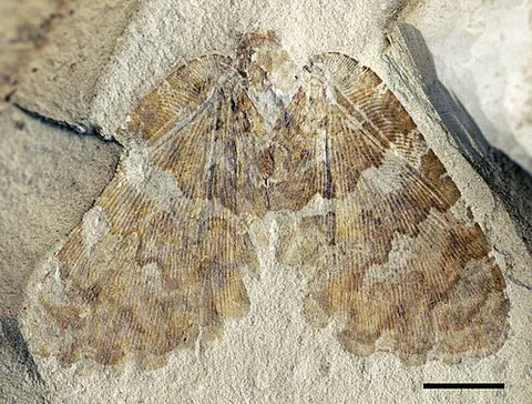 psychopsid: any insect of the silky lacewing family, Psychopsidae