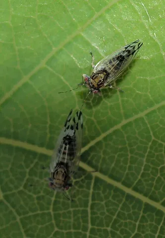 psyllid: any of the host-specific plant-feeding insects of the family Psyllidae, which feed on plant juices