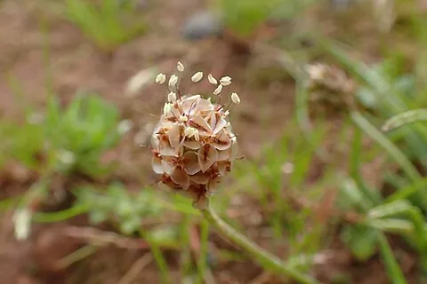 psyllium: any of several plants of Plantago subg. Psyllium