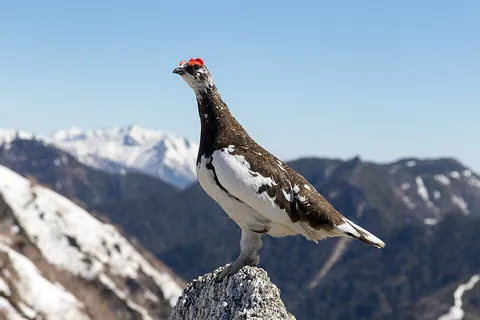 ptarmigan: any of three species of small grouse in the genus Lagopus found in subarctic tundra areas of North...