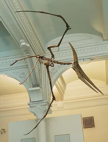 pteranodon: a member of Pteranodon, a genus of large pterosaurs, the males of which had a bony crest on the...