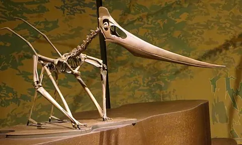 pteranodontoid: any pterosaur of the clade †Pteranodontoidea