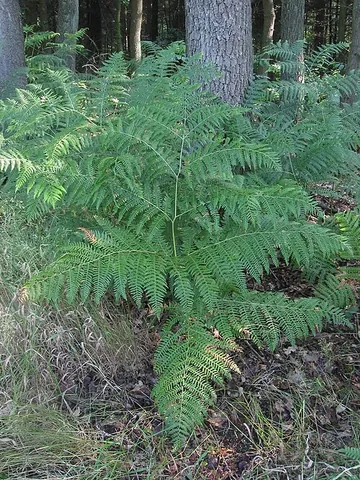 pteridophyte: any plant of the division Pteridophyta, of simple vascular plants that reproduce via spores rather...