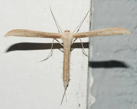 pterophorid: any moth of the family Pterophoridae