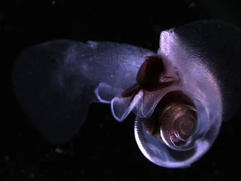 pteropod: any of free-swimming pelagic sea snails and sea slugs, of the suborder Thecosomata, that have...