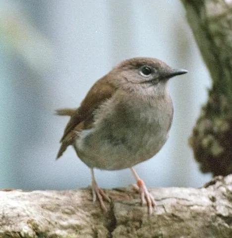 puaiohi: a bird of the species Myadestes palmeri (small Kauai thrush), native to Kauai