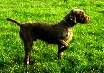 pudelpointer: a versatile hunting dog breed from Germany