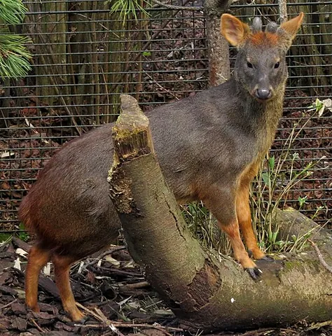 pudu: a very small South American deer of the genus Pudu (in some classifications divided to Pudu and...