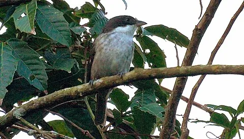puerto rican tanager: a bird of the species Nesospingus speculiferus, from Puerto Rico