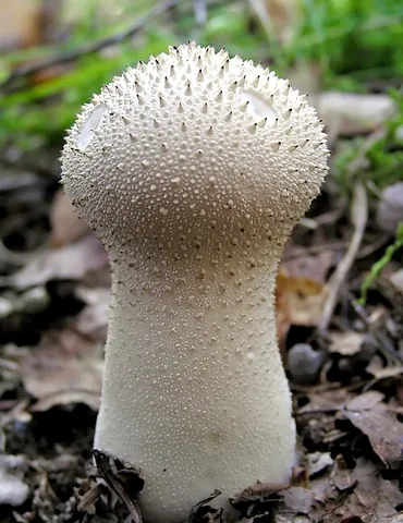 puffball: any of various fungi, usually globose, that produce a cloud of brown dust-like spores from their...