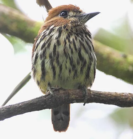 puffbird: any of various tropical passerine birds in the family Bucconidae, related to the jacamars