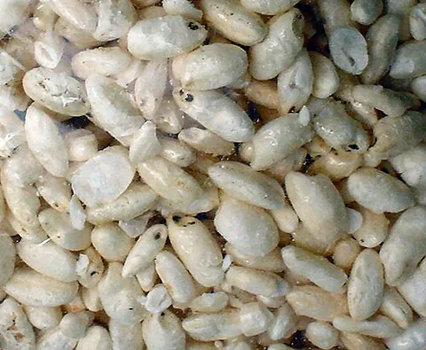 puffed rice: a puffed grain made from rice; rice that has been toasted and extruded through heat