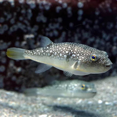 pufferfish: any species of fish of the family Tetraodontidae that have the ability to inflate themselves to a...