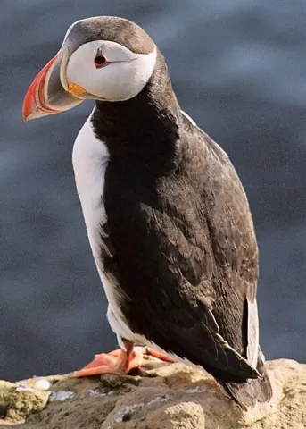 puffin: the young of the Manx shearwater (Puffinus puffinus), especially eaten as food
