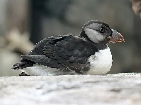 puffling: a young puffin